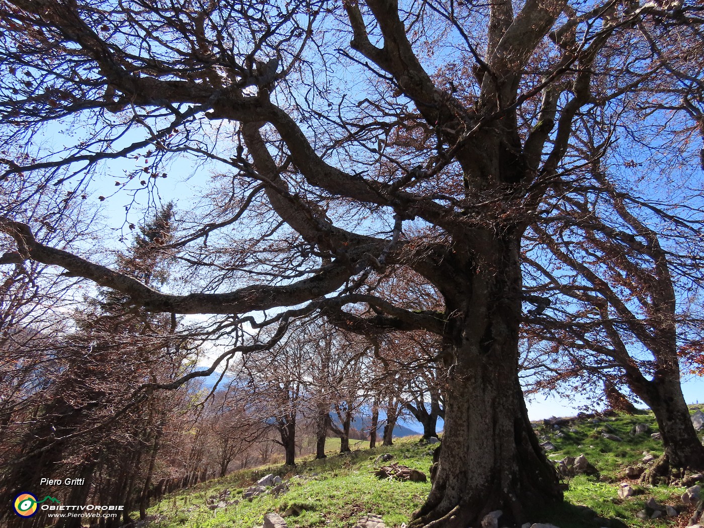 36 Faggi secolari del Menna.JPG